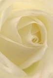 Step into the core of this cream-white rose, its petals spiraling softly inward with an inviting, delicate touch, much like the gentle ambience found along quiet Canonbury streets. The texture is so tender it recalls the fine silk or lace common in local boutiques, with each petal's edge catching the gentle play of natural daylight. Subtle shadows curl at the fringes, granting the bloom a depth and tranquility that mirrors peaceful moments by the New River Walk. This rose radiates a silent calm, perfect for heartfelt gestures of sympathy, admiration, or marking new beginnings within the community. The mood feels meditative and warm, as if the aroma of fresh blooms lingers in a nearby kitchen on a mild Islington morning. For a florist serving Canonbury, this image symbolizes the essence of comfort and grace-each detail curated for those who wish to offer a meaningful presence, whether for a neighbour's condolences or for celebrating love. The artistry is felt, not just seen-a testament to the quiet beauty that defines local floral traditions and the care bestowed on every arrangement by Canonbury's expert florists.
